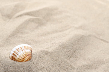 Fototapeta na wymiar Sea shells in sand dune background and texture
