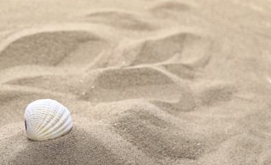 Fototapeta na wymiar Sea shells in sand dune background and texture