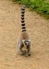 Naklejka na ściany i meble ring tailed lemur walking on gravel ground