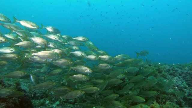 Mediterranean sea marine life - Salema fish shoal swimming in cloudy sunless water