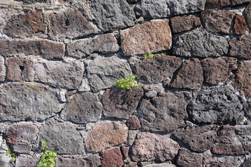 texture stone masonry variegated large with sprouted grass