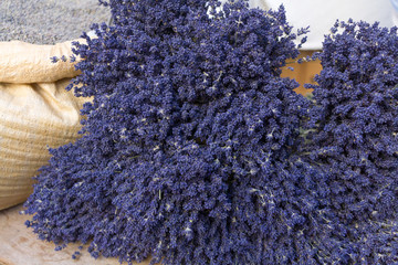 Lavender harvest - 308104858