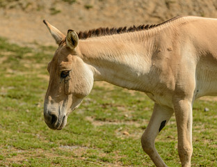 creamy white donkey portrait walking