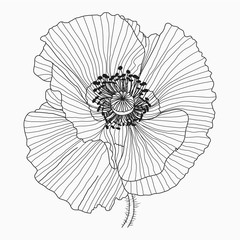 Obraz premium California poppy flowers drawn and sketch with line-art on white backgrounds.