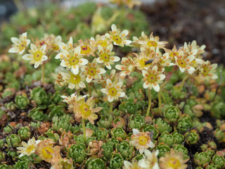Detail of flowering Alpine Saxifraga