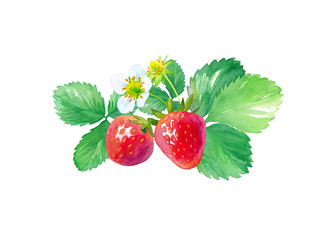 イチゴの水彩イラスト、花、葉、果実のセット