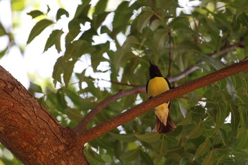 Bird sitting on branch