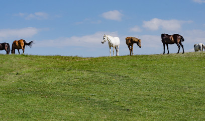 Fototapeta premium horses on a meadow