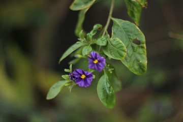 Flowerbed of blue tricolor violas in the spring park. Primrose. Beautiful flower in a pot. Solanum var. rantonetii flower with a soft bokeh. Close up