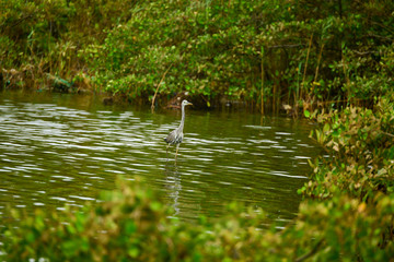 gray heron in search of fish