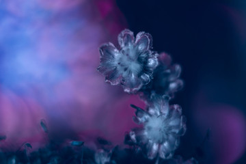 Flower macro on a space background. Blue - color of the year 2020.