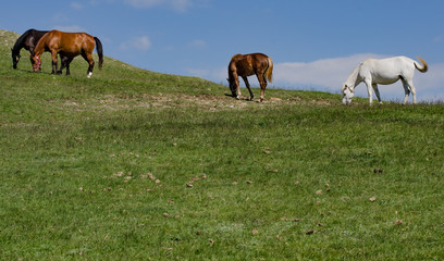 horses on a meadow