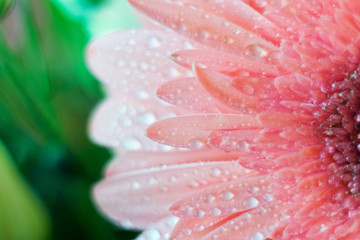 Close-up of flowers and petals of pink gerbera daisies. Pink gerbera flower with water drops on...