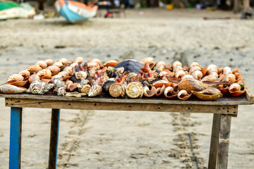 Sea shells on the beach in Gambia for sale