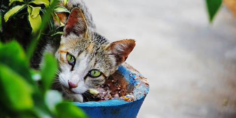 A Cat hiding behind a plant