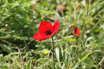 Red poppies in the grass. Red poppy flower. A beautiful poppy growing in the field. Beautiful red poppies poppy flower landscape sping floral field nature outdoor natural background. Close up