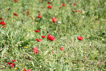 Red poppies in the grass. Red poppy flower. A beautiful poppy growing in the field. Beautiful red poppies poppy flower landscape sping floral field nature outdoor natural background.