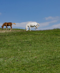 Obraz na płótnie Canvas horses on a meadow