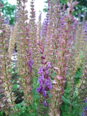 Obraz premium Beautiful little purple lavender flowers with green leaves.. Can be used for printing on the covers of notebooks, on fabric, postcards, etc
