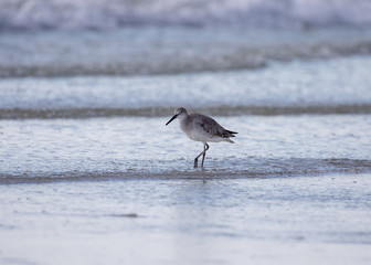 Willet