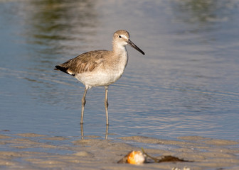 Seashell Willet