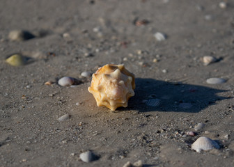 Sanibel Seashells