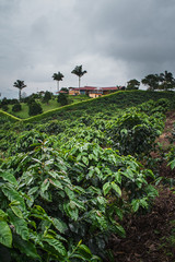 proceso productivo del café en Chinchiná Caldas Colombia, sistema agropecuario de la zona caldense de Colombia