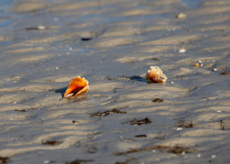 Sanibel Seashells