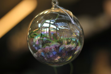 Terrarium plant inside a glass ball. Close up of a small root planet inside a light bulb house