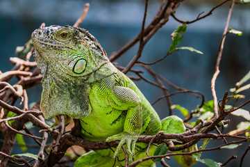 Iguana