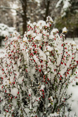 First snow. Branches of barberry. Winter