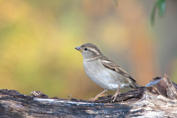 House sparrow on a backyard home feeder