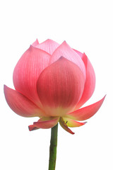 Lotus flower on white background