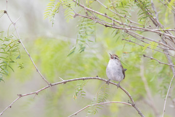 Bewick's wren natural pictures on a texas ranch 