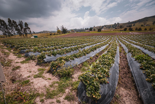 Cultivo de fresa y frijol o frijoles en Chocont&aacute; Cundinamarca, sistema agropecuario en el campo Colombiano