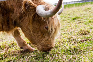 Highland Cattle in Scotland