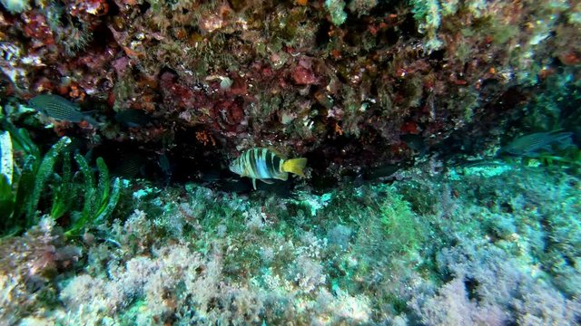 Mediterranean sea colour reef fish