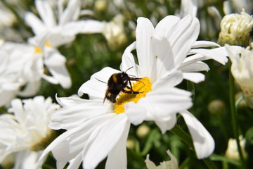 Bee on a flower