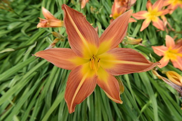 orange lily in garden