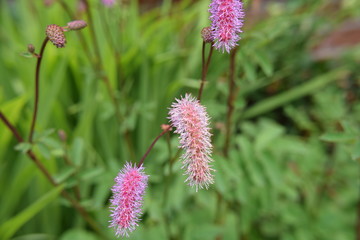 flower in the garden