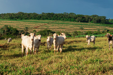 Fototapeta na wymiar Cattle loose in the pasture