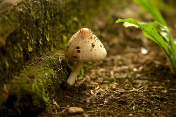 little mushroom