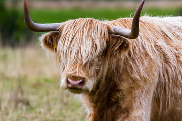 Highland Cattle in Scotland