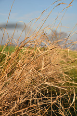 Fototapeta premium Old yellow grass texture