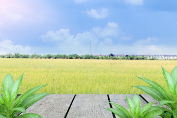 Old wood floor, green leaves beside wide fields