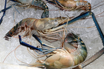 Large shrimp for cooking Chilled in ice in a seafood restaurant