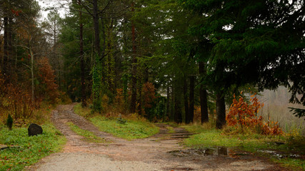 cruce de caminos, paisaje otoñal, que camino escojo, dudas