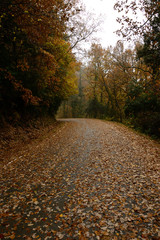 Carretera cubierta de hojas, paisaje otoñal, carretera peligrosa