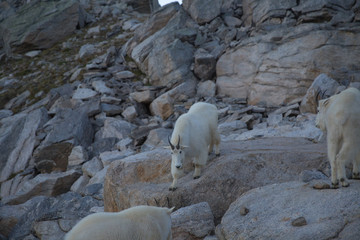 Fototapeta na wymiar A group of rocky mountain goat (Oreamnos americanus) in British Columbia, Canada.