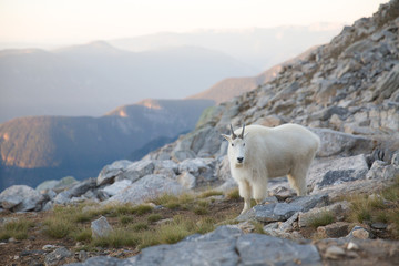 Obraz na płótnie Canvas In the West Kootenays a rocky mountain goat (Oreamnos americanus) walking alone in British Columbia, Canada.